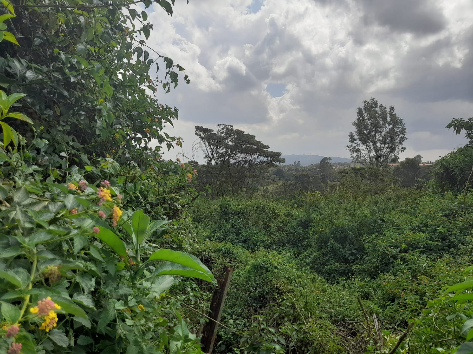 Prime 5 Acres Riverfront Land for Sale – Karen (Miotoni)