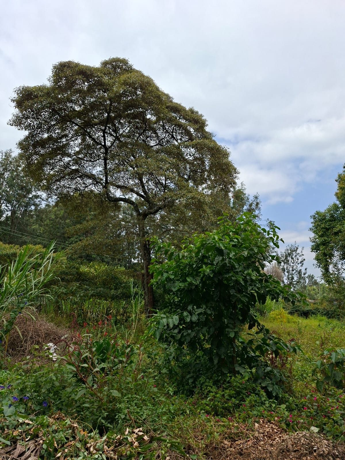 Property Summary – Karen (Hillcrest Close)